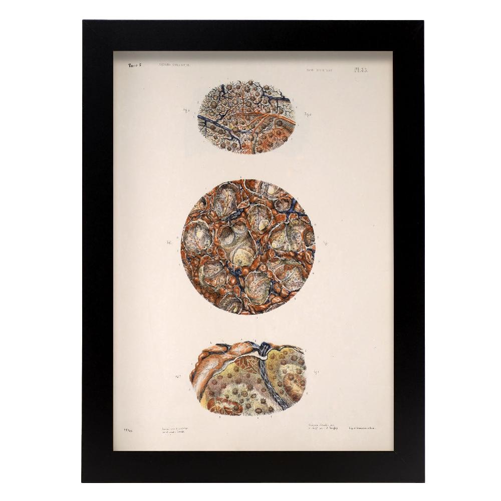 nacnic Póster de Anatomía del Bazo