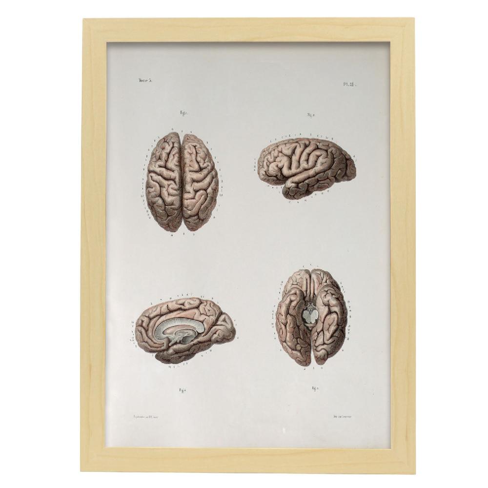 Nacnic Póster De Brain: Explorando La Mente