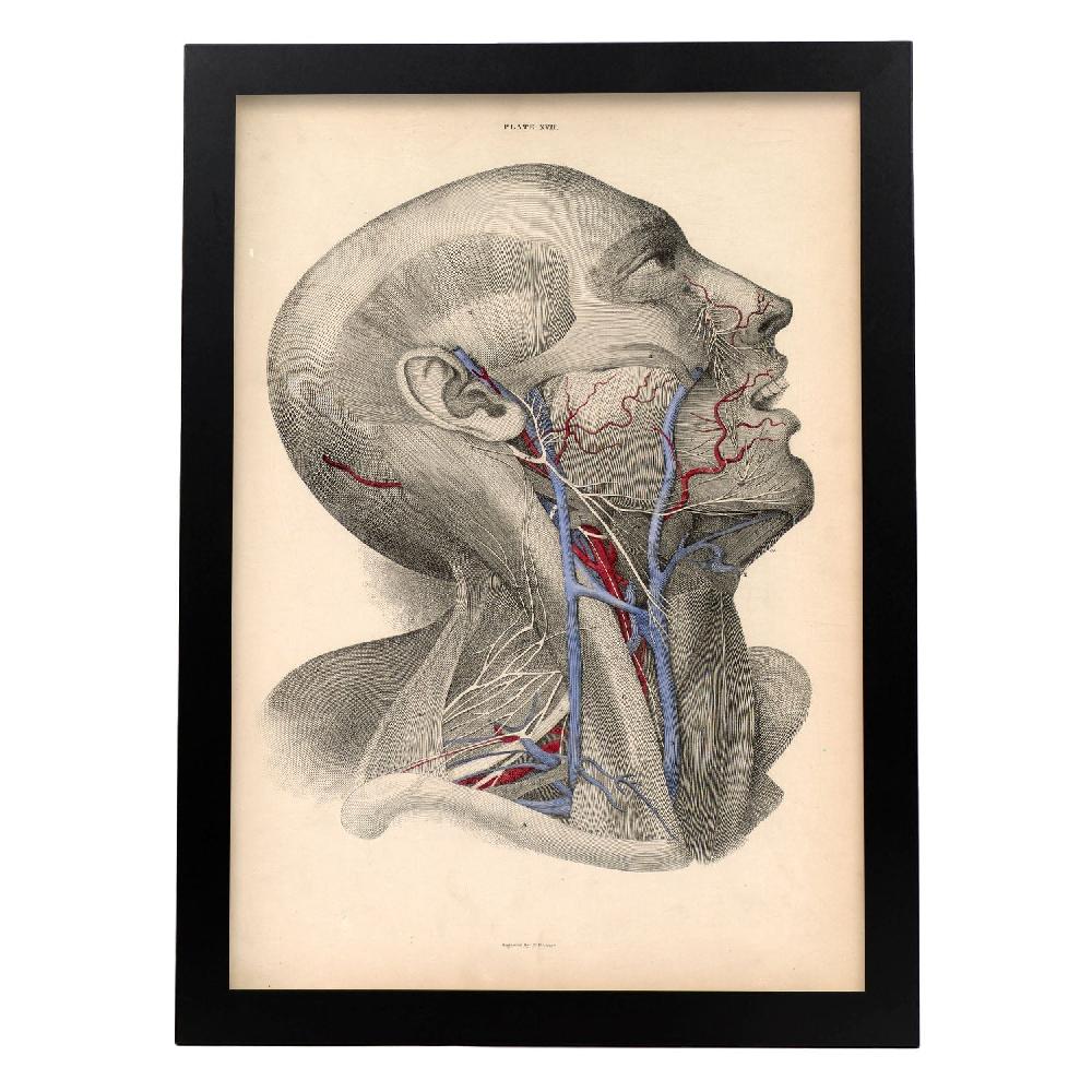 Nacnic Póster De Disección De Cara Y Cuello