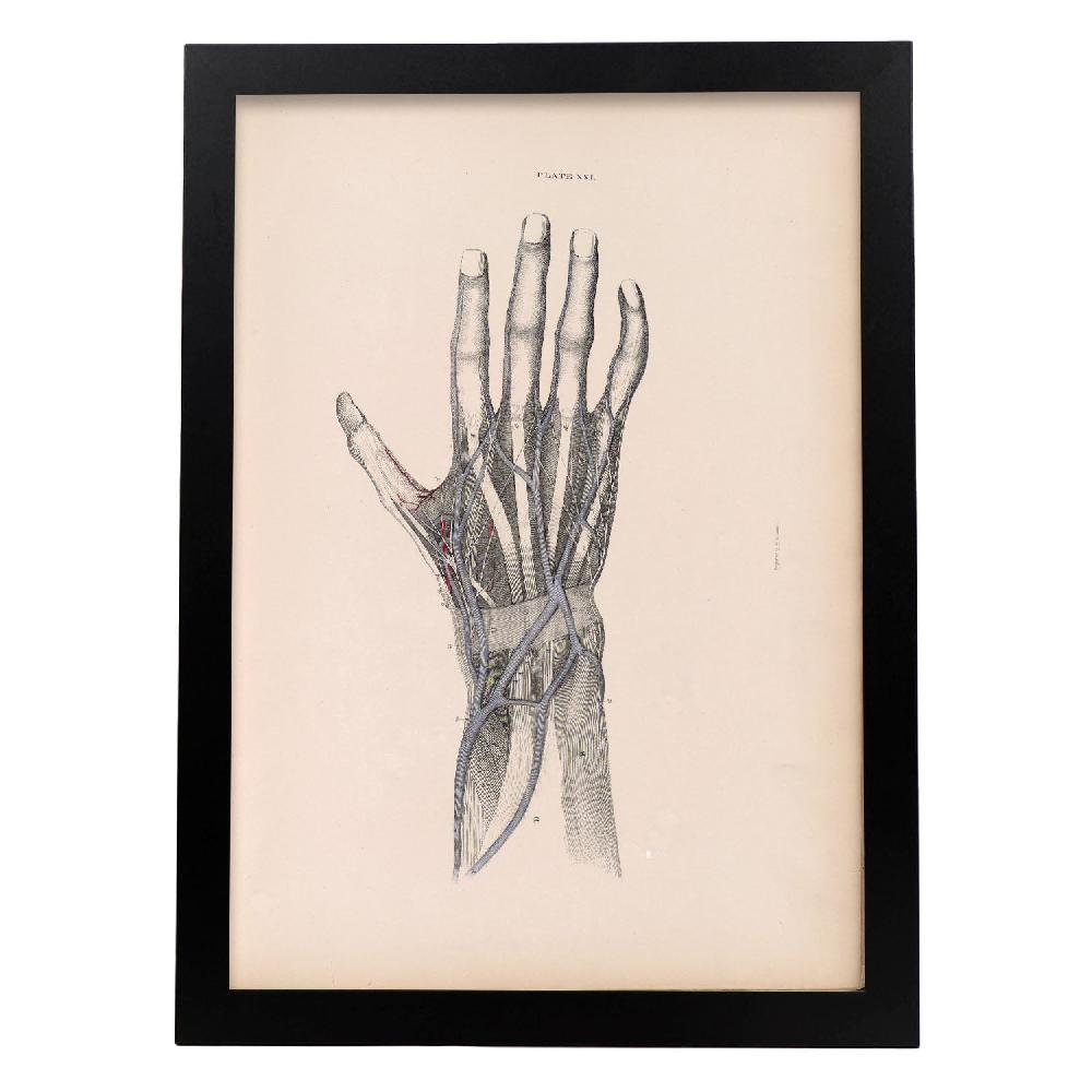 Nacnic Póster De Disección De La Mano