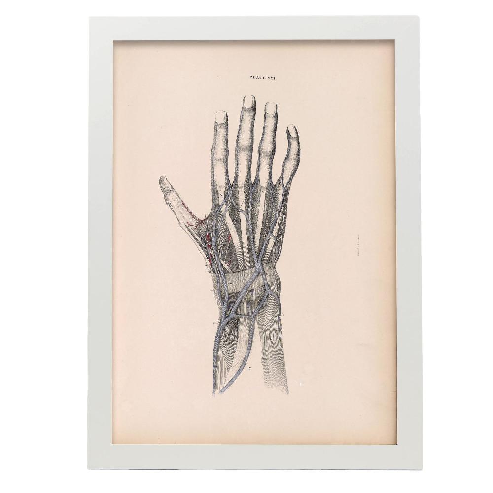 Nacnic Póster De Disección De La Mano