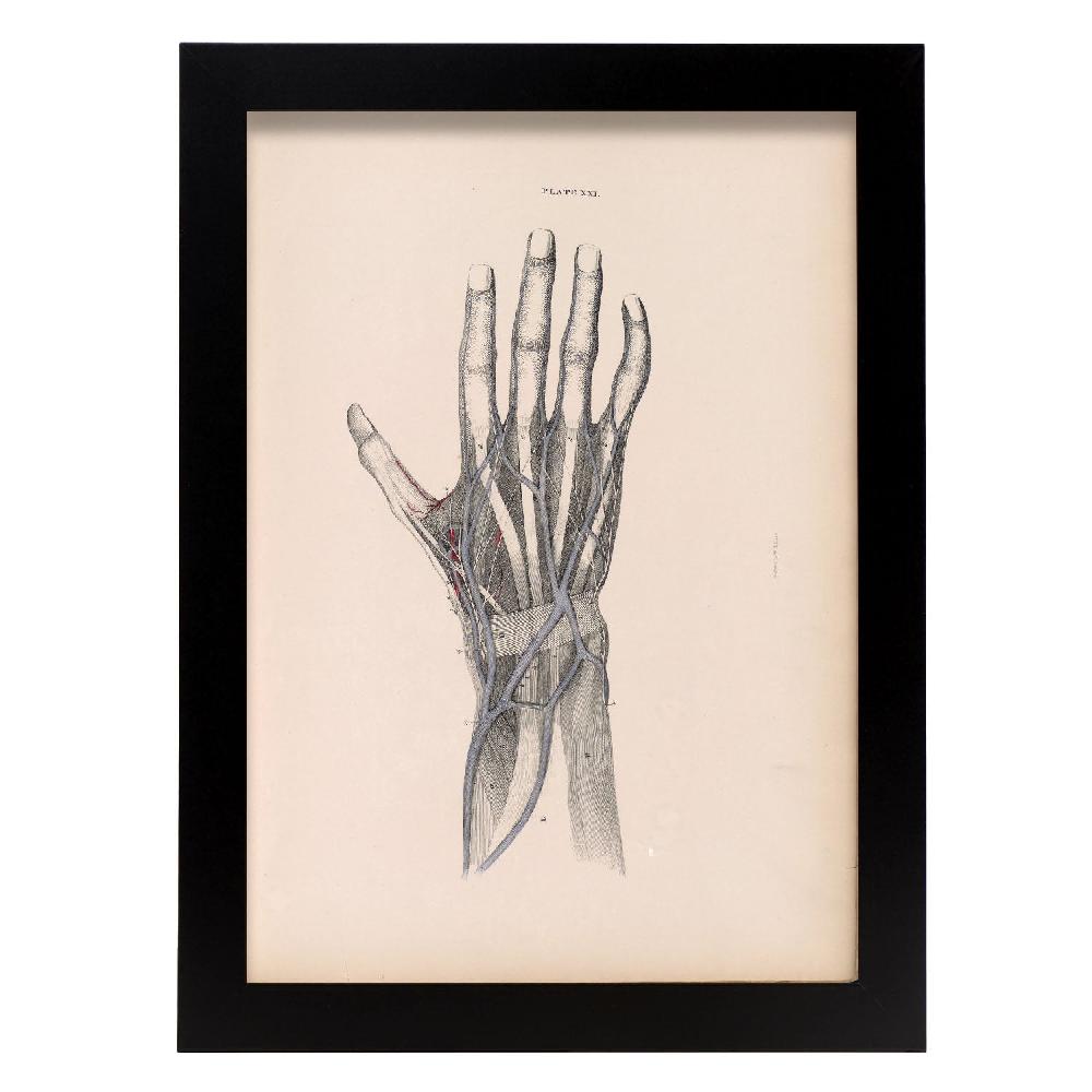 nacnic Póster de Disección de la mano