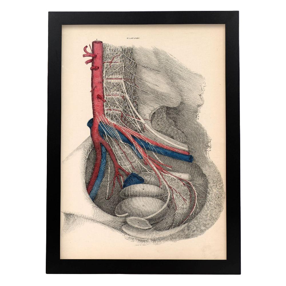 Nacnic Póster De Disección De La Pelvis