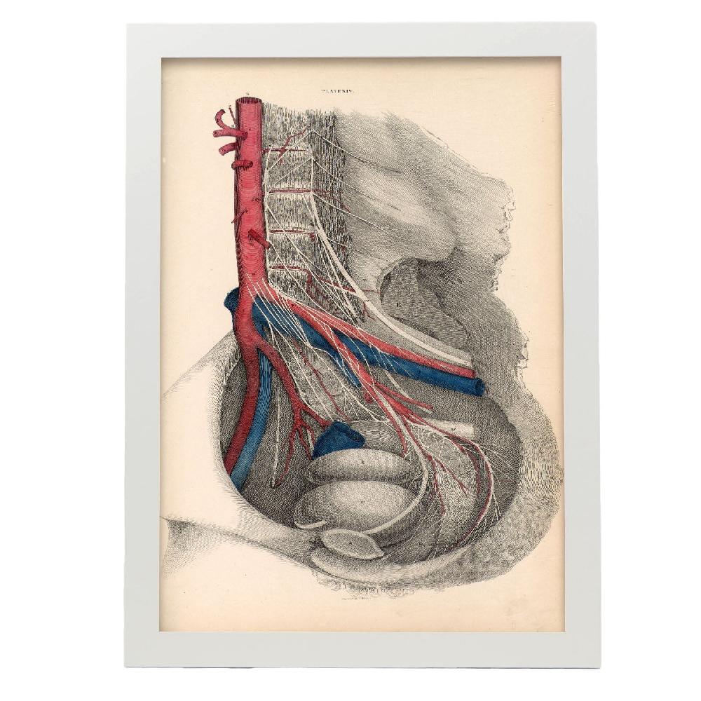 Nacnic Póster De Disección De La Pelvis