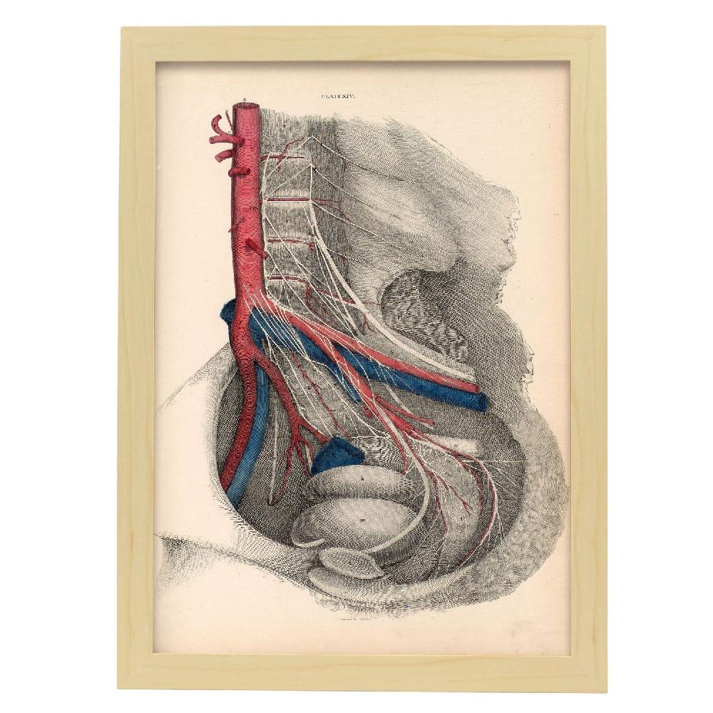 Nacnic Póster De Disección De La Pelvis