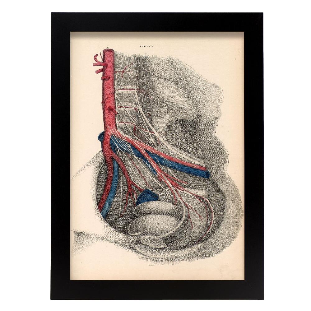 nacnic Póster de Disección de la Pelvis