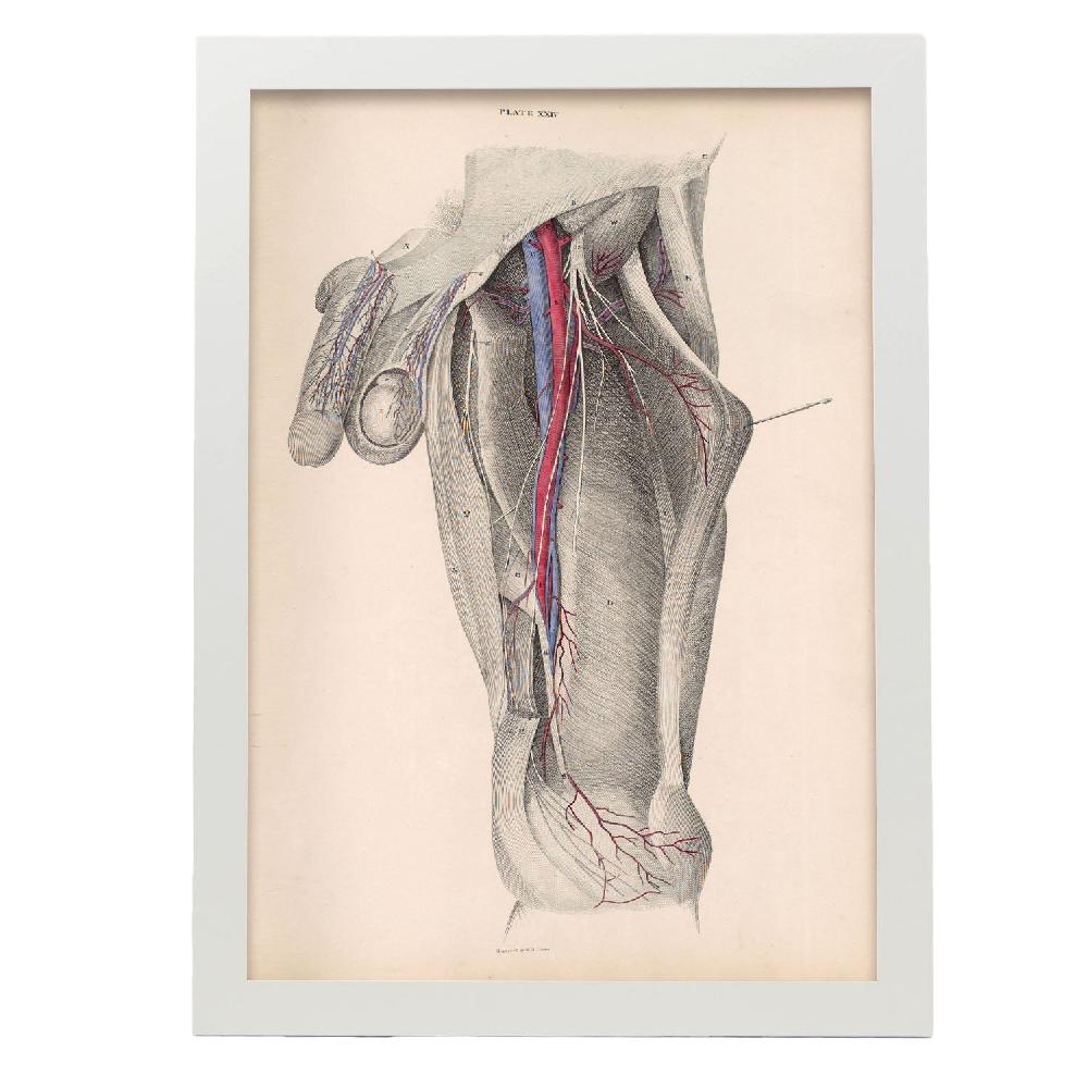 Nacnic Póster De Dissección De La Ingle