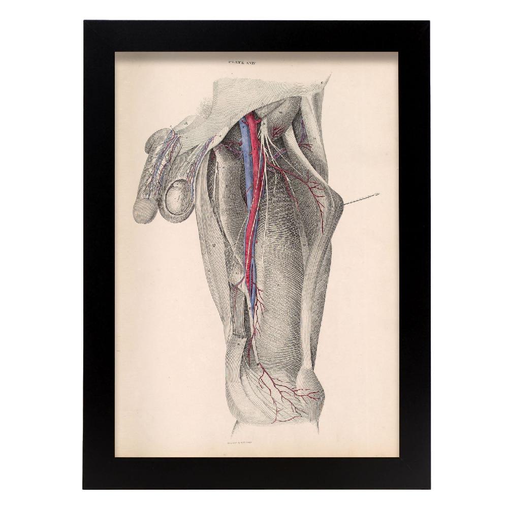 nacnic Póster de Dissección de la ingle