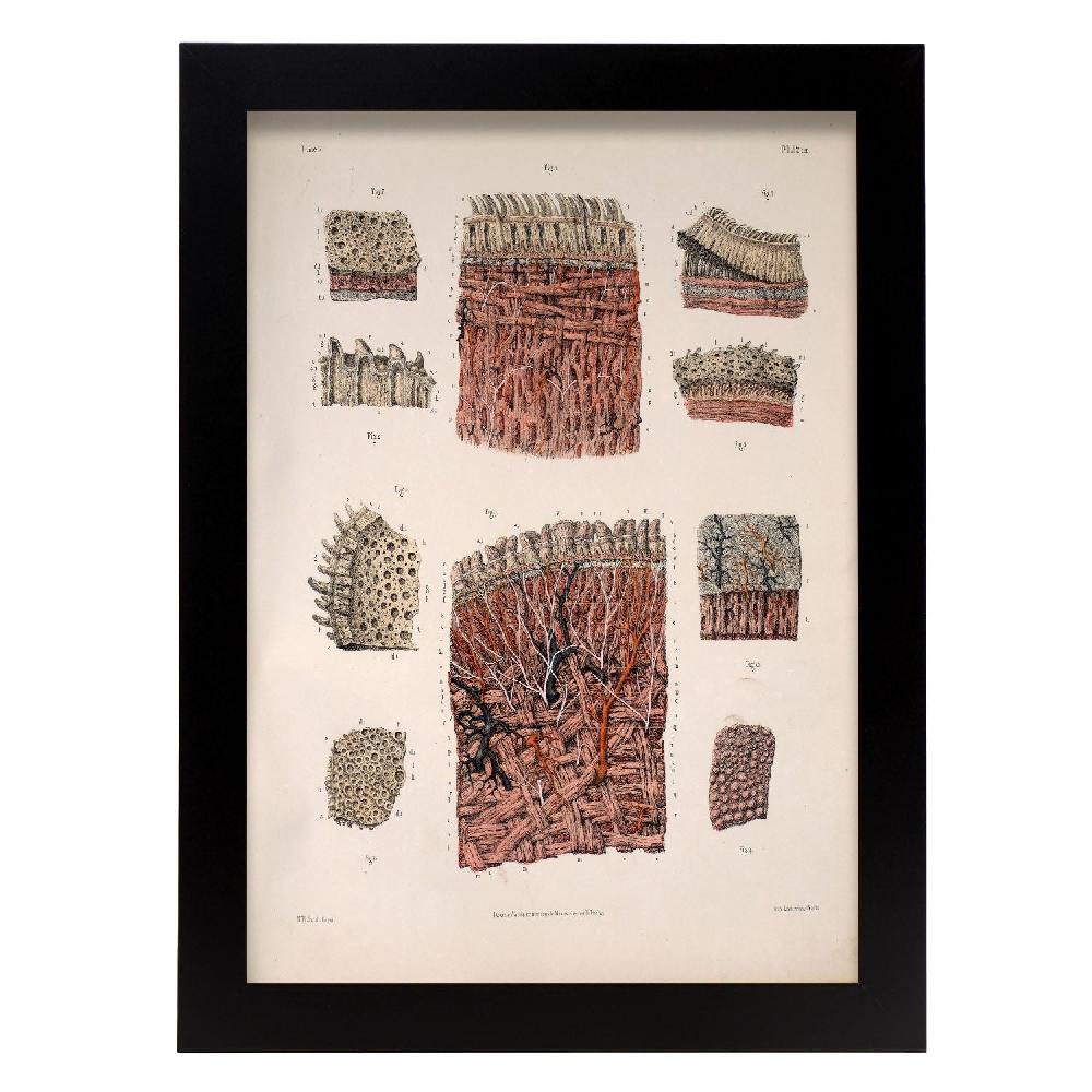 Nacnic Póster De Dissección De La Lengua