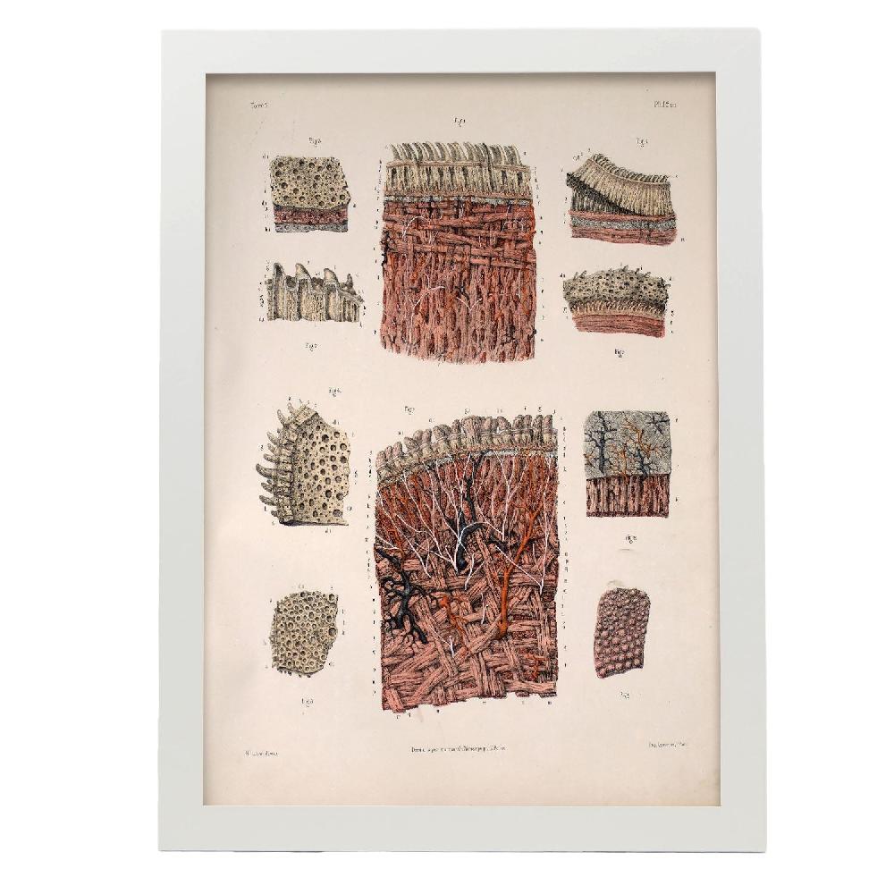 Nacnic Póster De Dissección De La Lengua