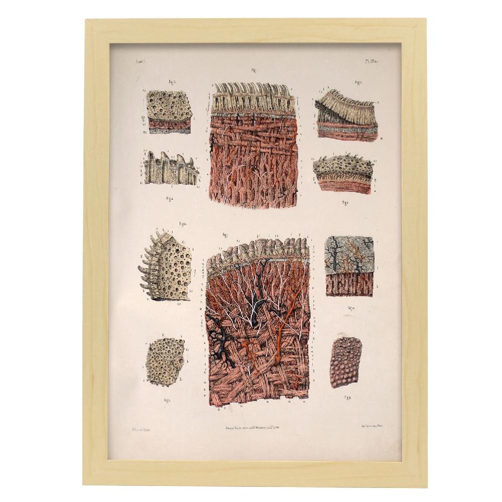 Nacnic Póster De Dissección De La Lengua