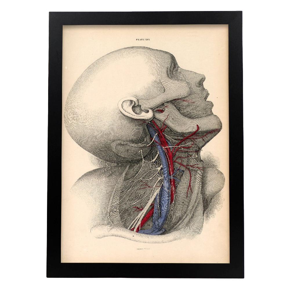 Nacnic Póster De Dissección Del Cuello