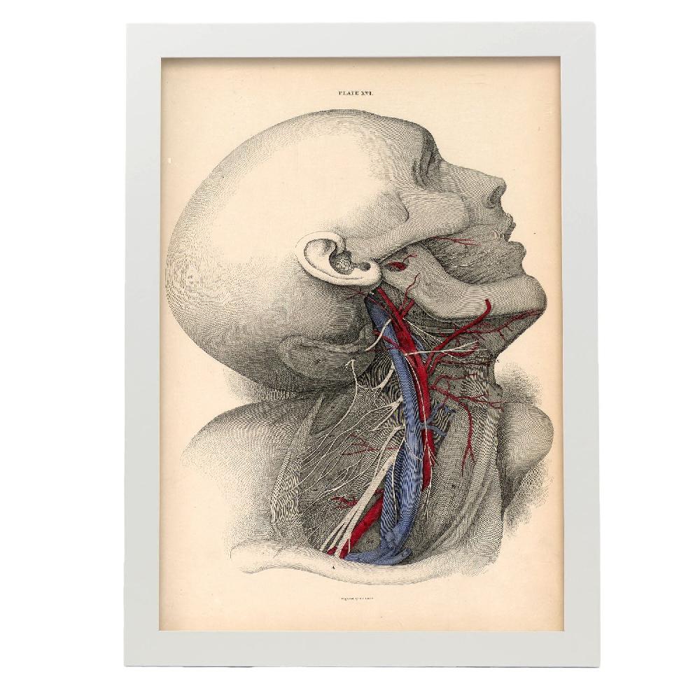 Nacnic Póster De Dissección Del Cuello