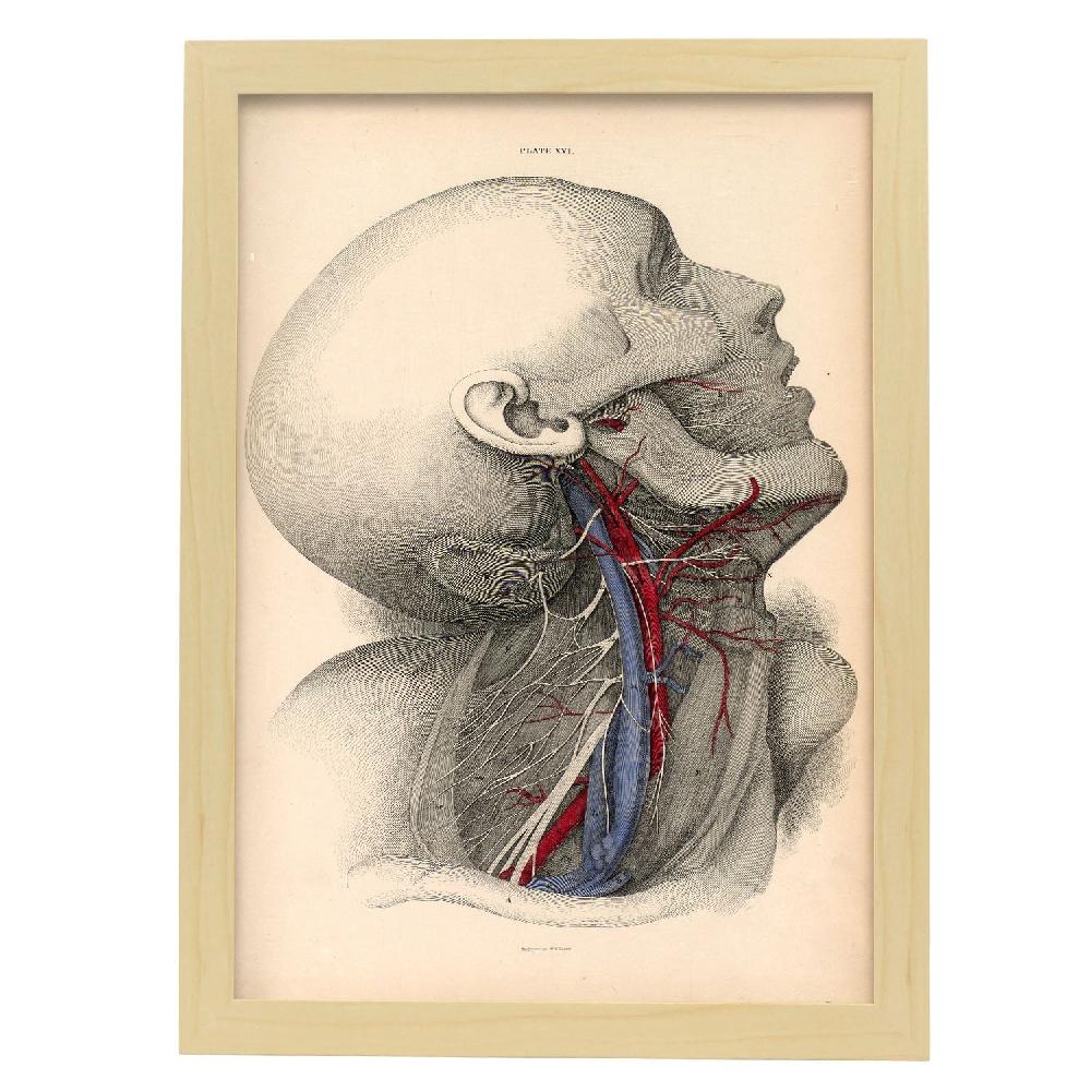 Nacnic Póster De Dissección Del Cuello