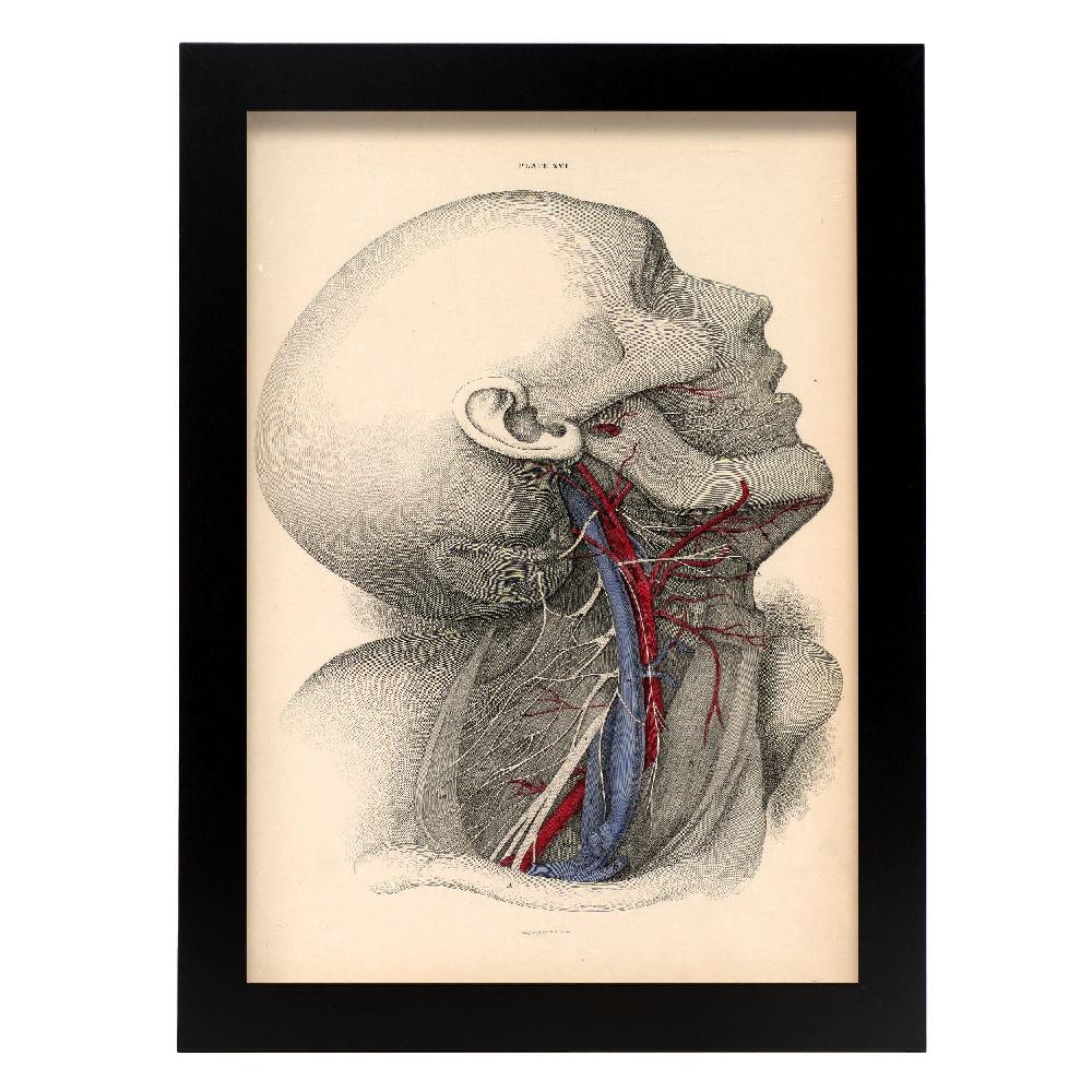 nacnic Póster de Dissección del Cuello