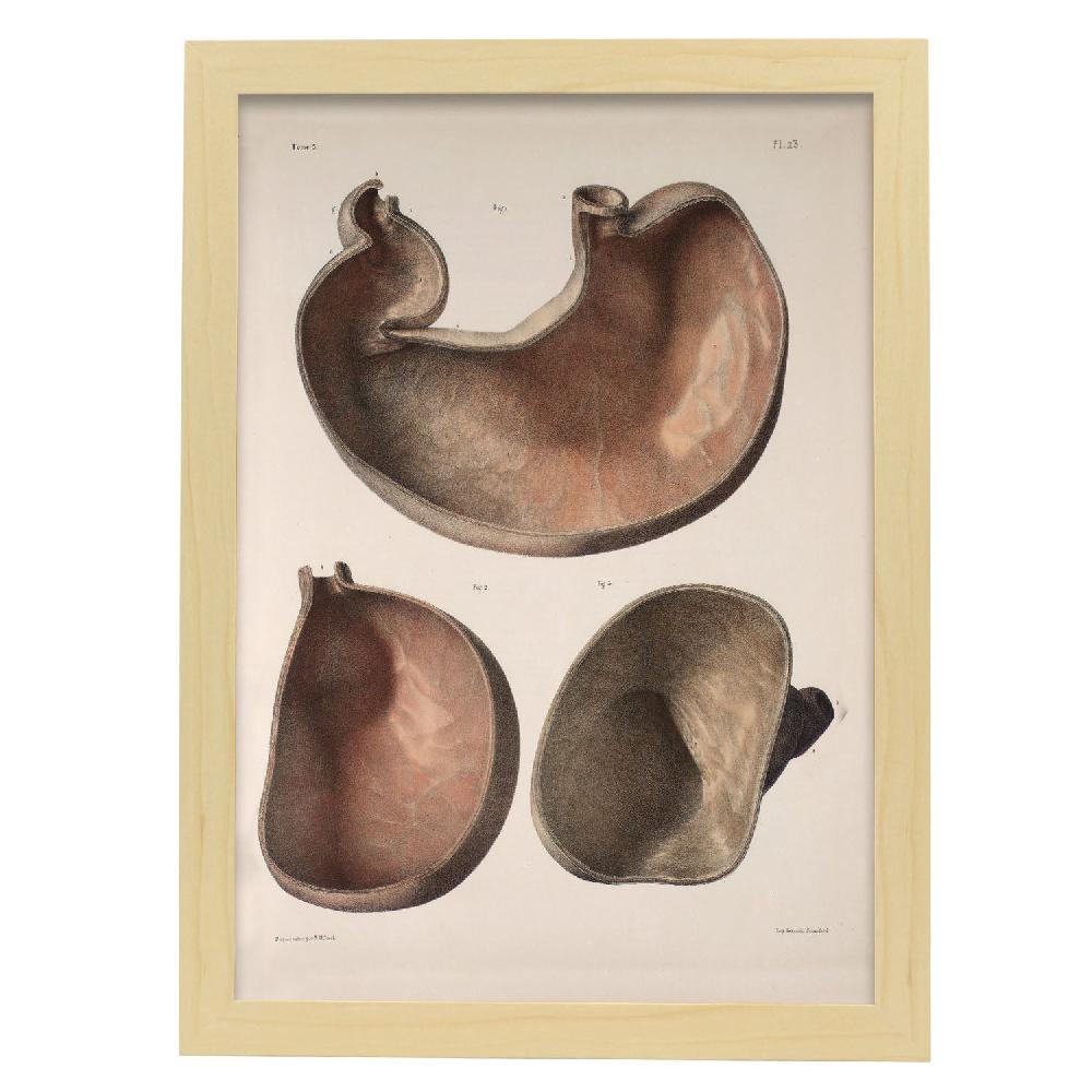 Nacnic Póster De Estómago Transversal