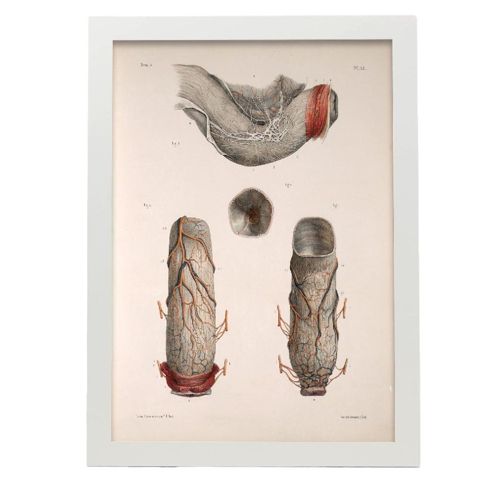 Nacnic Póster De Intestino Grueso Y Recto