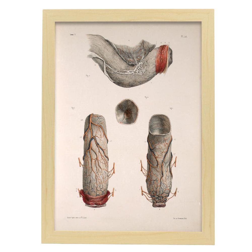 Nacnic Póster De Intestino Grueso Y Recto