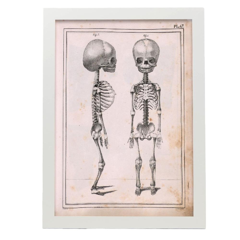 Nacnic Póster De Paillou: Esqueleto Fetal