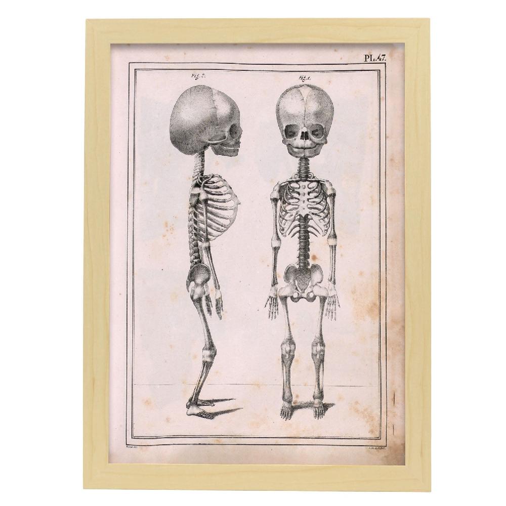 Nacnic Póster De Paillou: Esqueleto Fetal