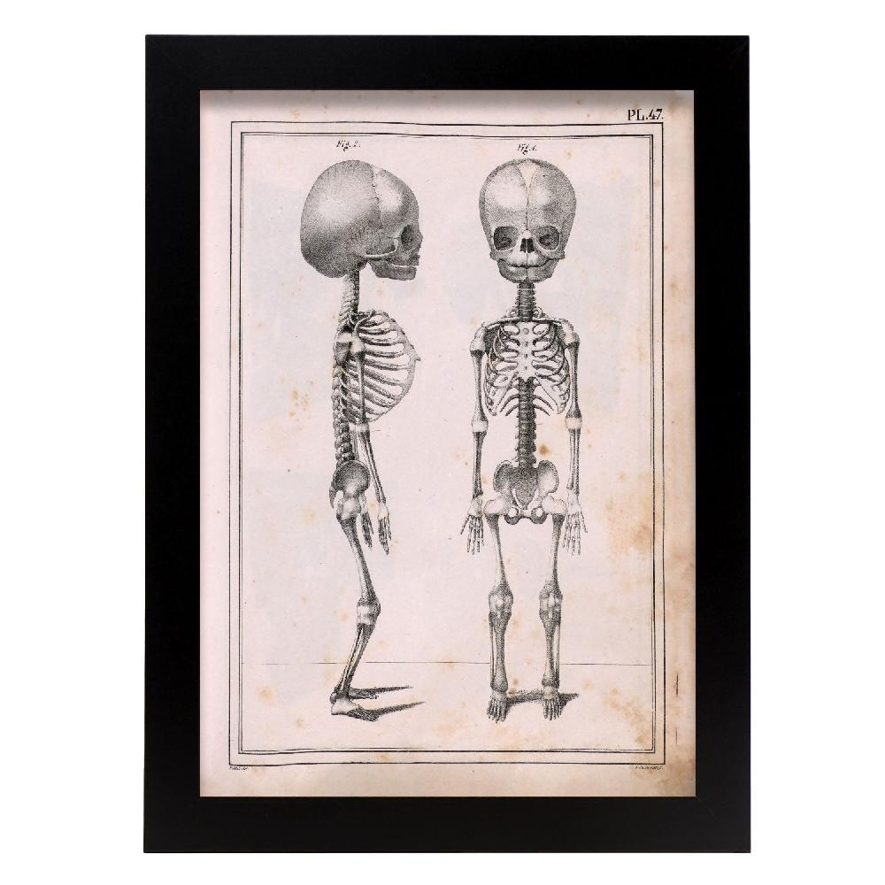 nacnic Póster de Paillou: Esqueleto Fetal