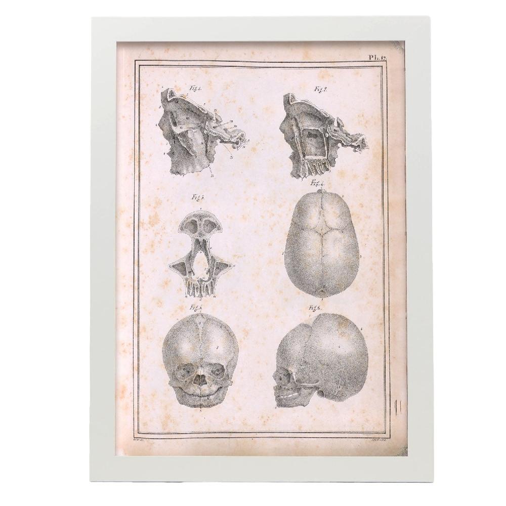 Nacnic Póster De Paillou Fetal Skull