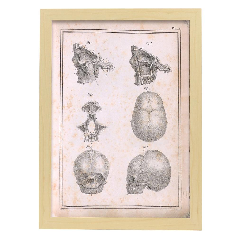 Nacnic Póster De Paillou Fetal Skull