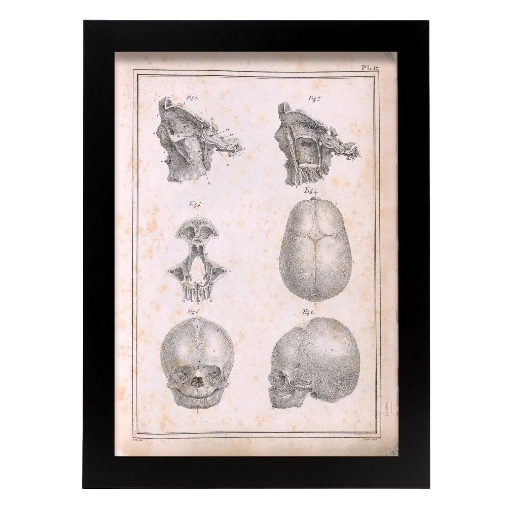 nacnic Póster de Paillou Fetal Skull