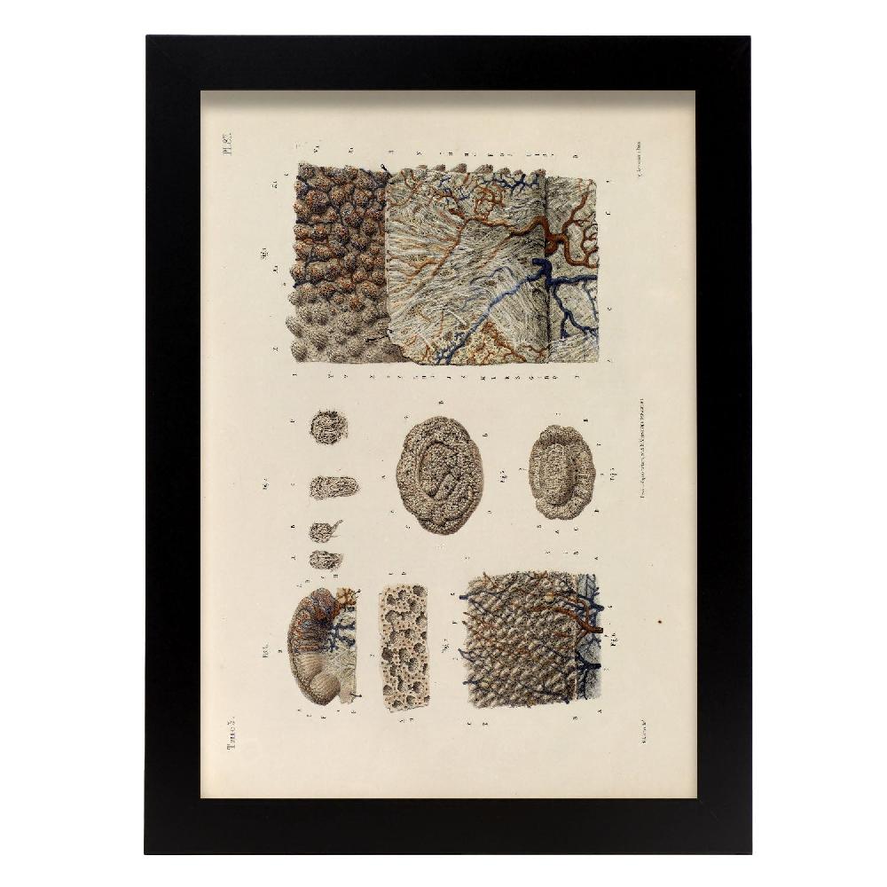 Nacnic Póster De Superficie De La Lengua