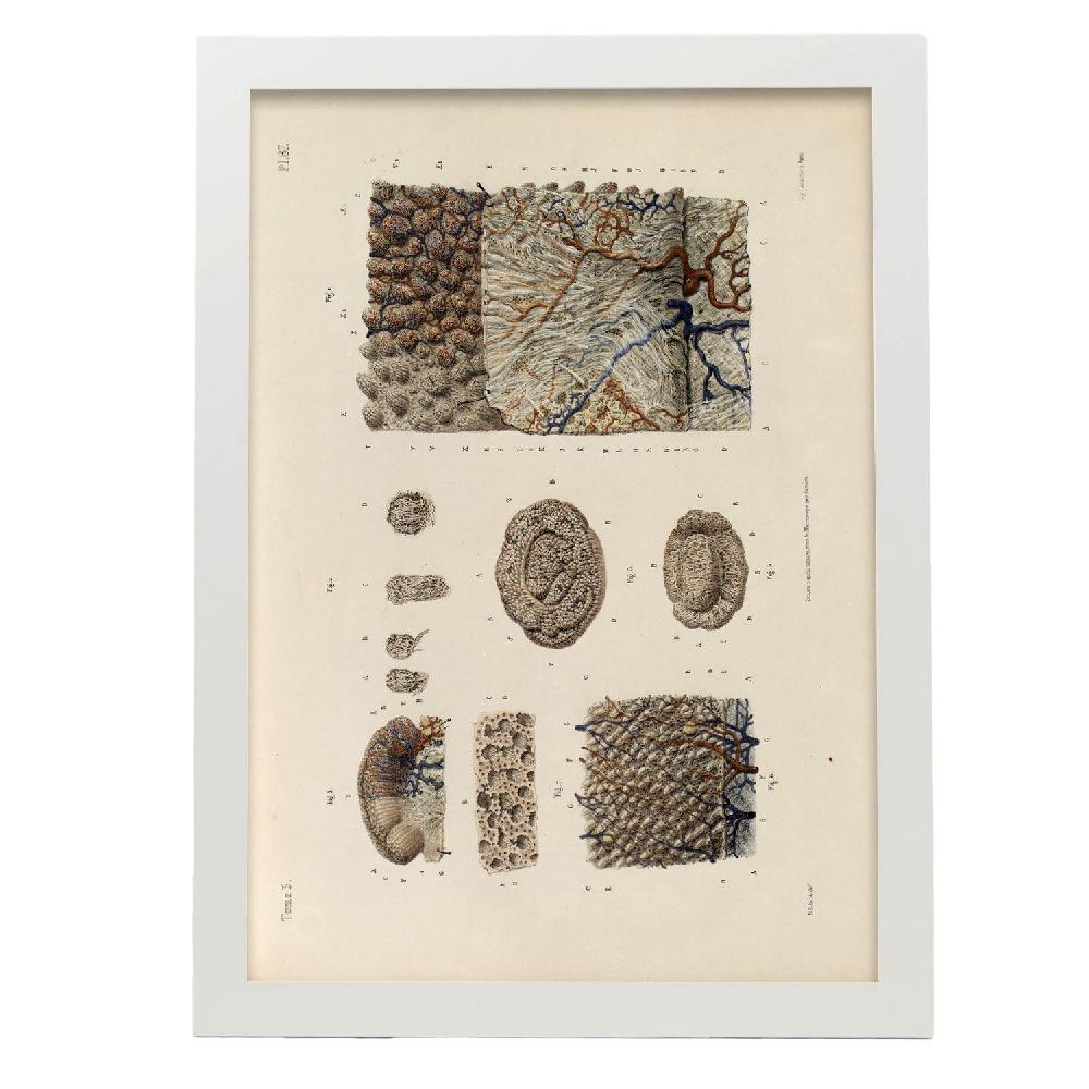 Nacnic Póster De Superficie De La Lengua