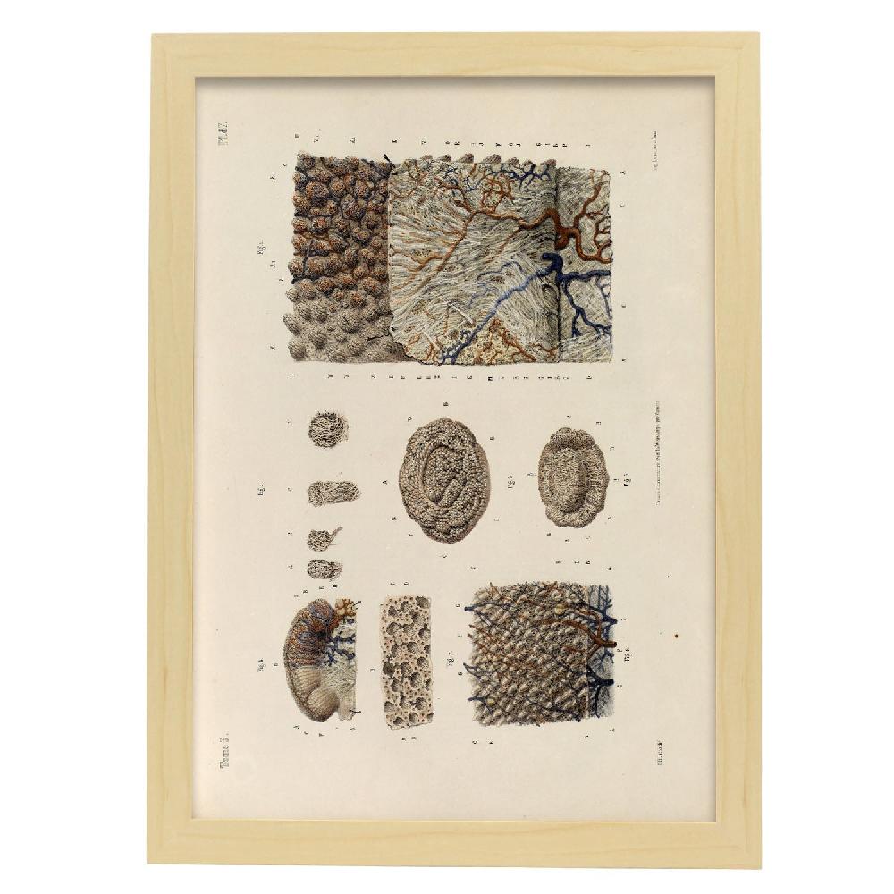 Nacnic Póster De Superficie De La Lengua