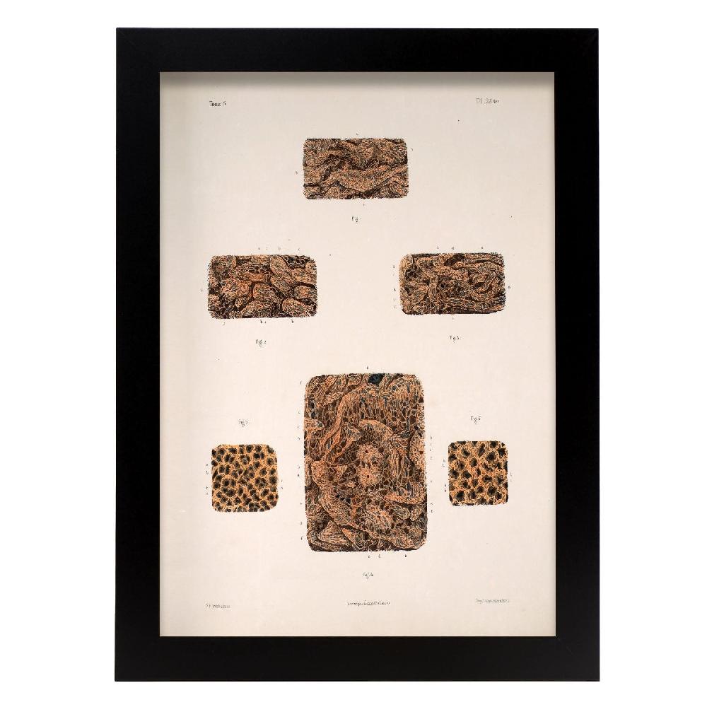 Nacnic Póster Del Intestino Delgado