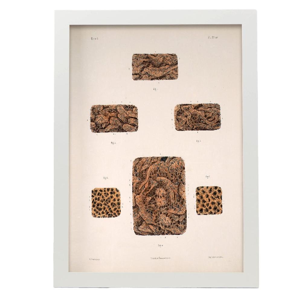 Nacnic Póster Del Intestino Delgado