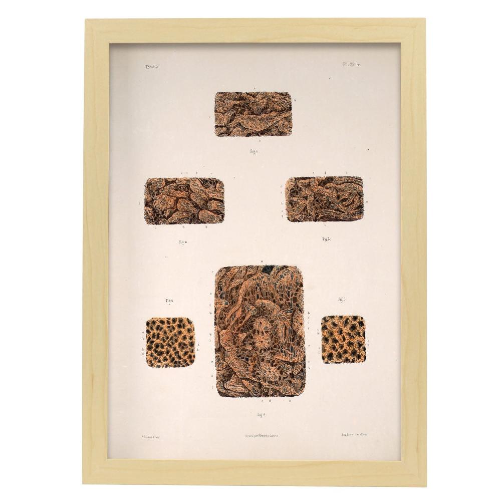 Nacnic Póster Del Intestino Delgado