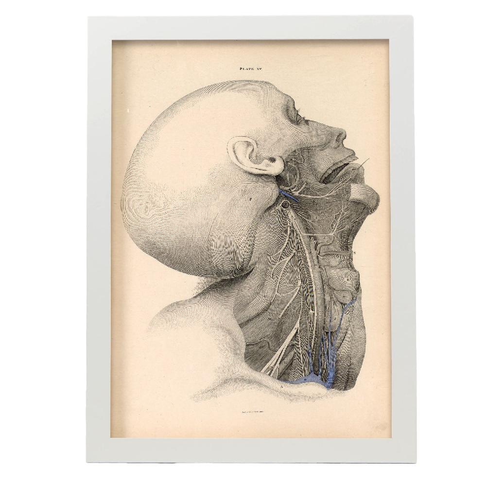 Nacnic Póster Disección Cara Y Cuello