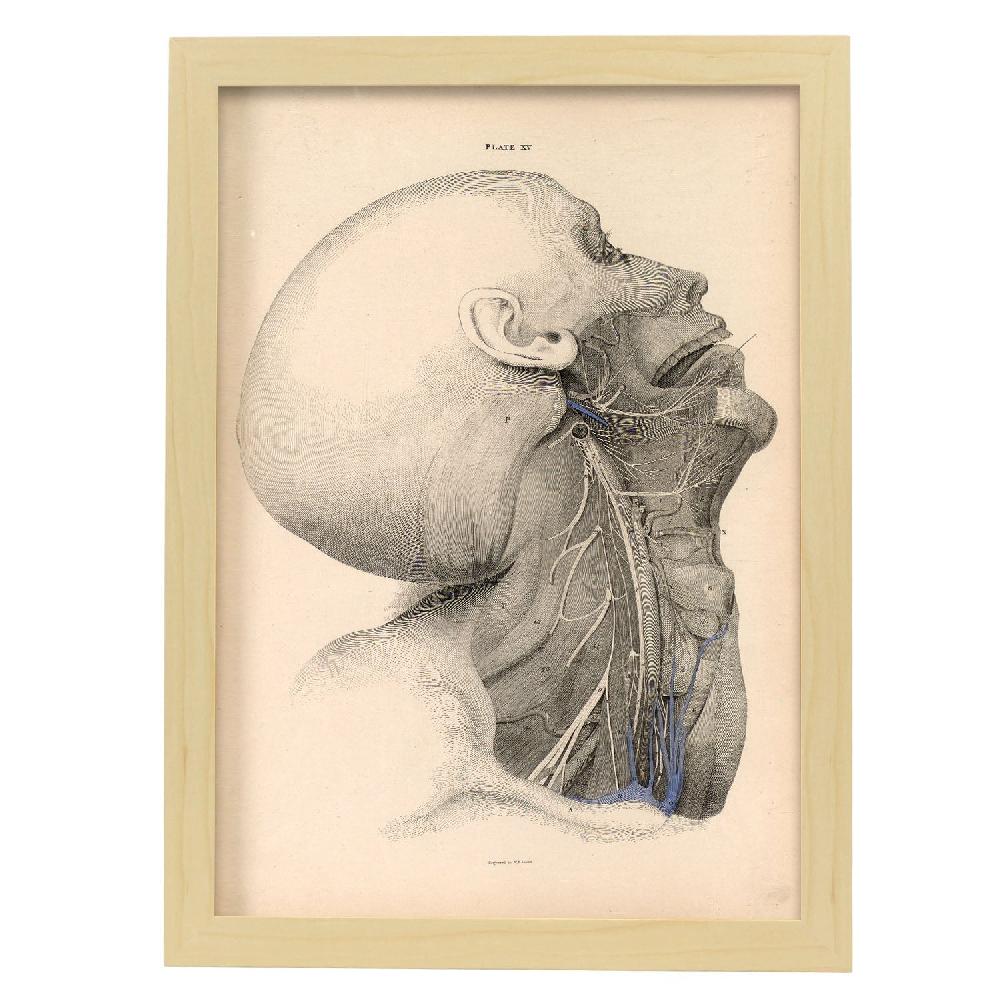 Nacnic Póster Disección Cara Y Cuello