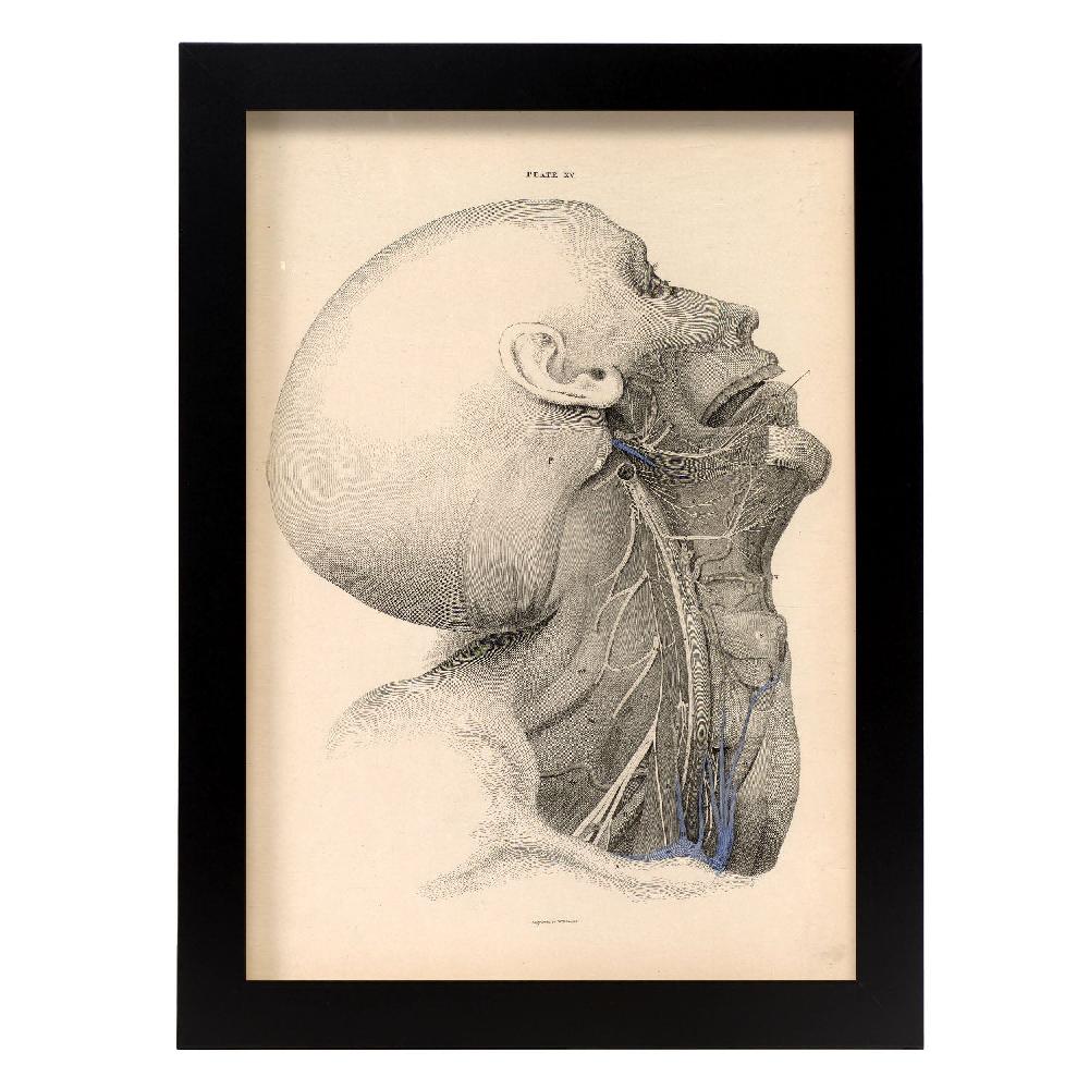 nacnic Póster Disección Cara y Cuello