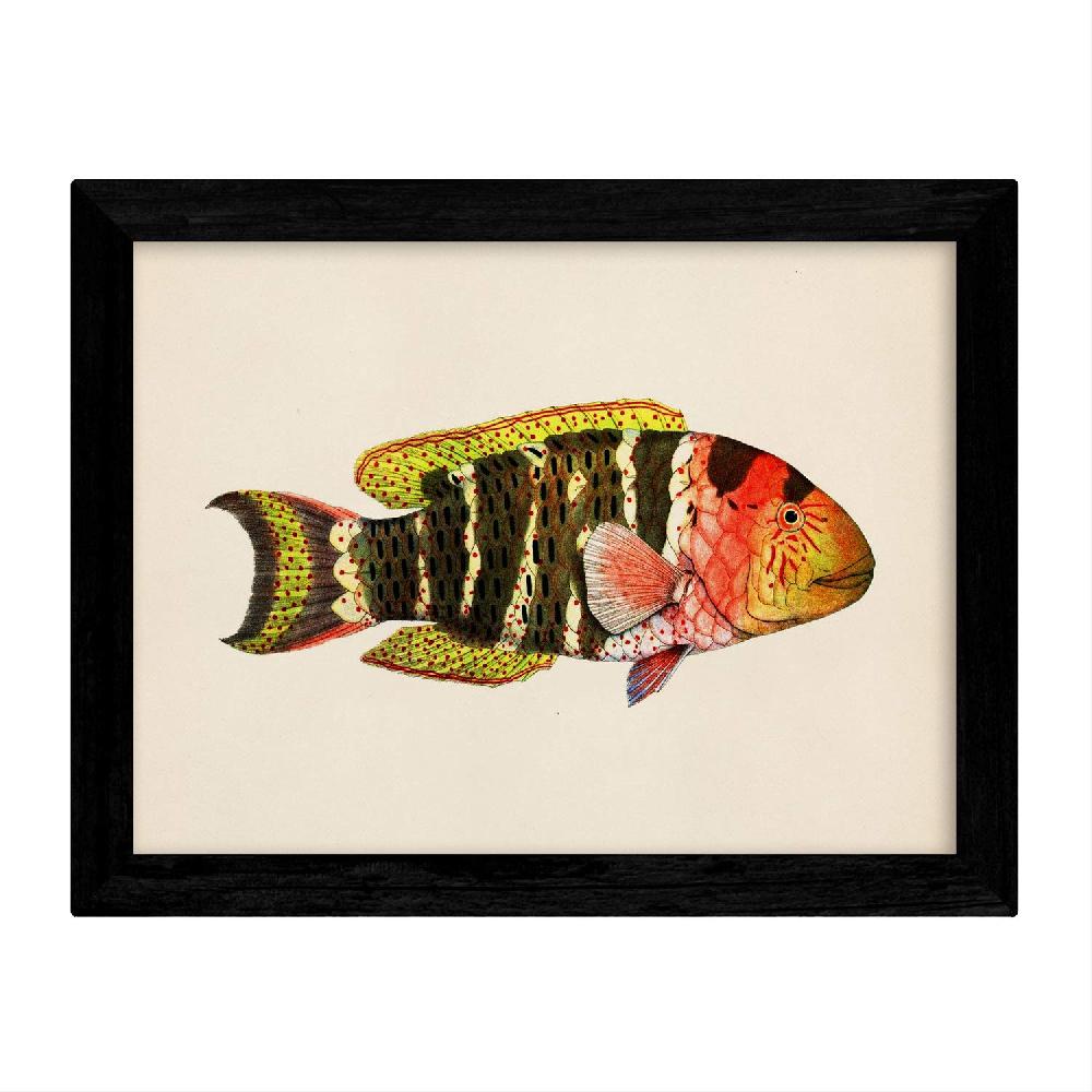 Nacnic Set De 4 Láminas De Peces Coloridos Vintage