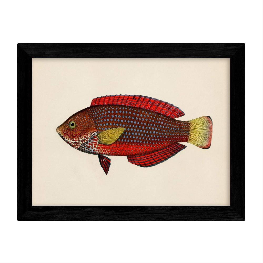 Nacnic Set De 4 Láminas De Peces Coloridos Vintage