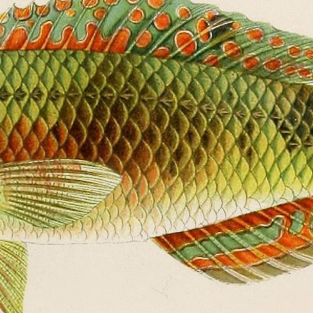 Nacnic Set De 4 Láminas De Peces Coloridos Vintage