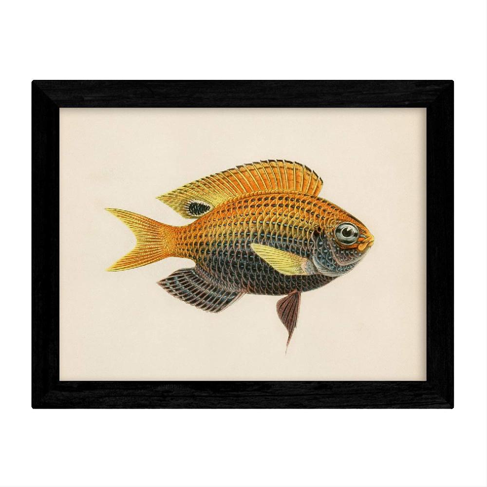 Nacnic Set De 4 Láminas De Peces Coloridos Vintage