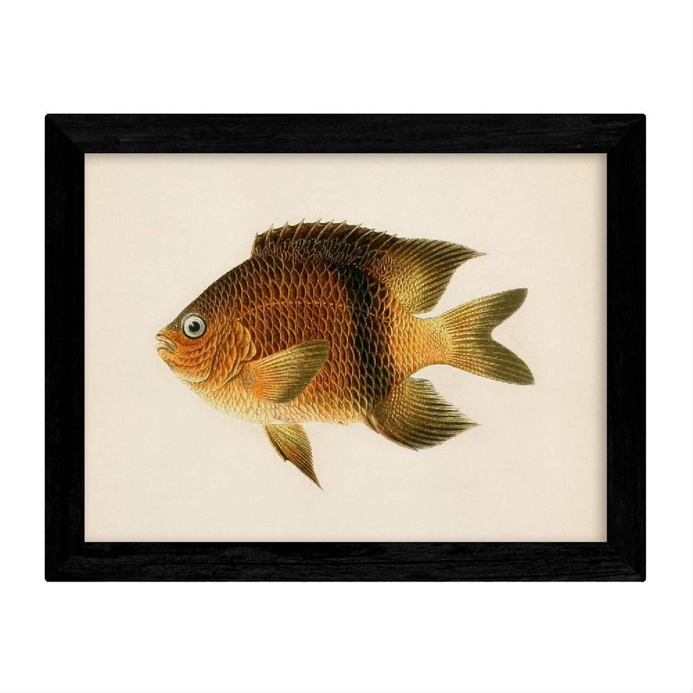 Nacnic Set De 4 Láminas De Peces Coloridos Vintage