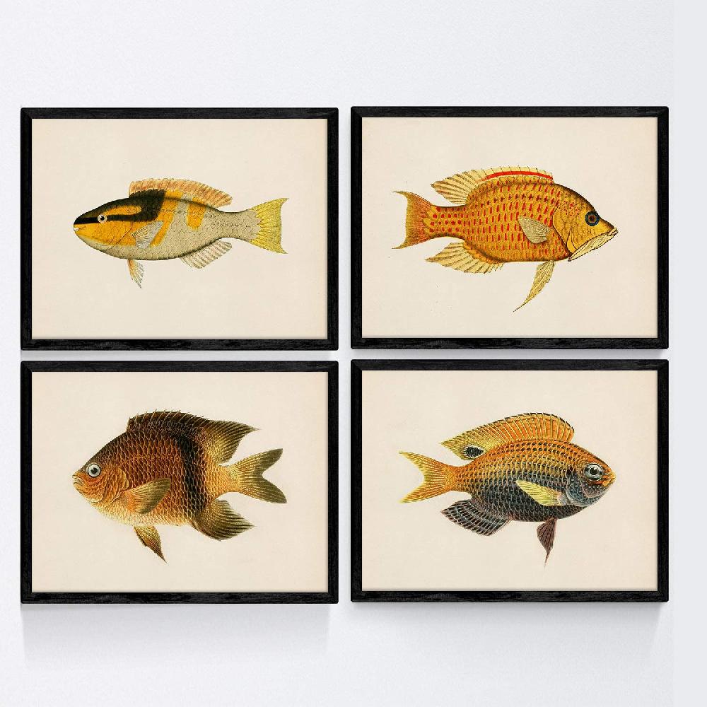 nacnic Set de 4 Láminas de Peces Coloridos Vintage