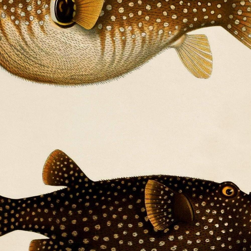 Nacnic Set De 4 Láminas Vintage De Peces Coloridos