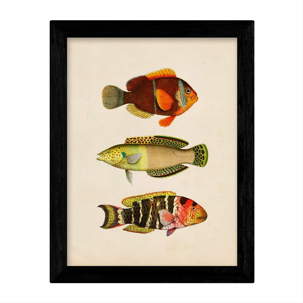 Nacnic Set De 4 Láminas Vintage De Peces Coloridos