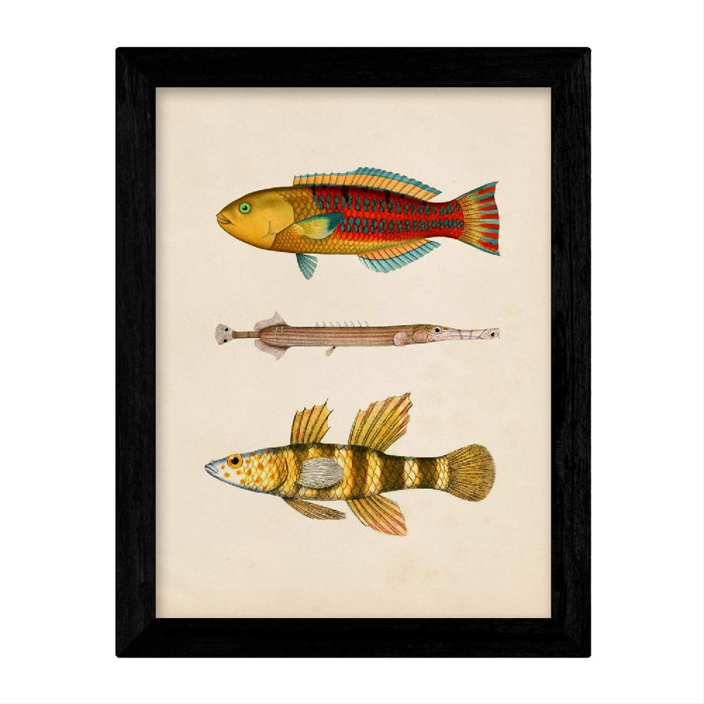 Nacnic Set De 4 Láminas Vintage De Peces Coloridos