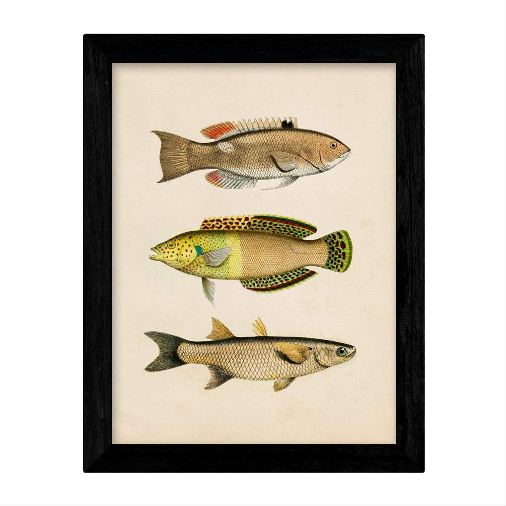 Nacnic Set De 4 Láminas Vintage De Peces Coloridos