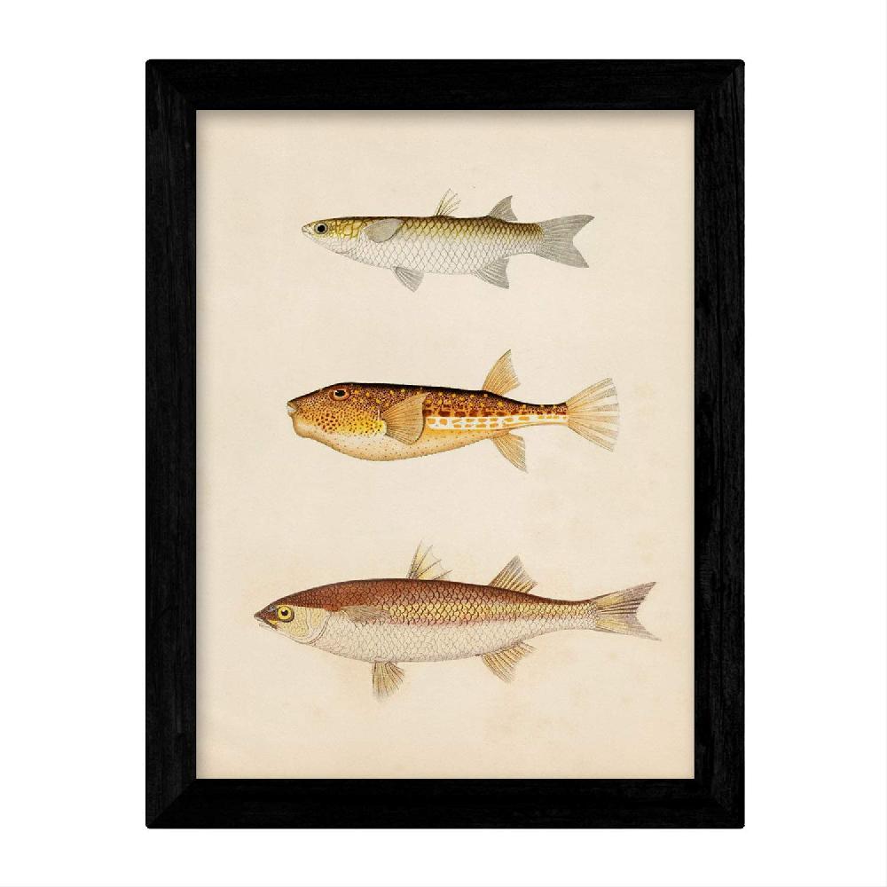 Nacnic Set De 4 Láminas Vintage De Peces Coloridos
