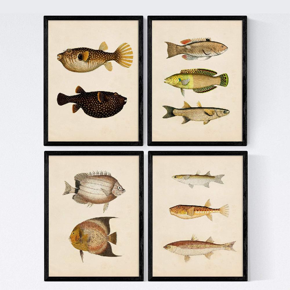 nacnic Set de 4 láminas vintage de peces coloridos