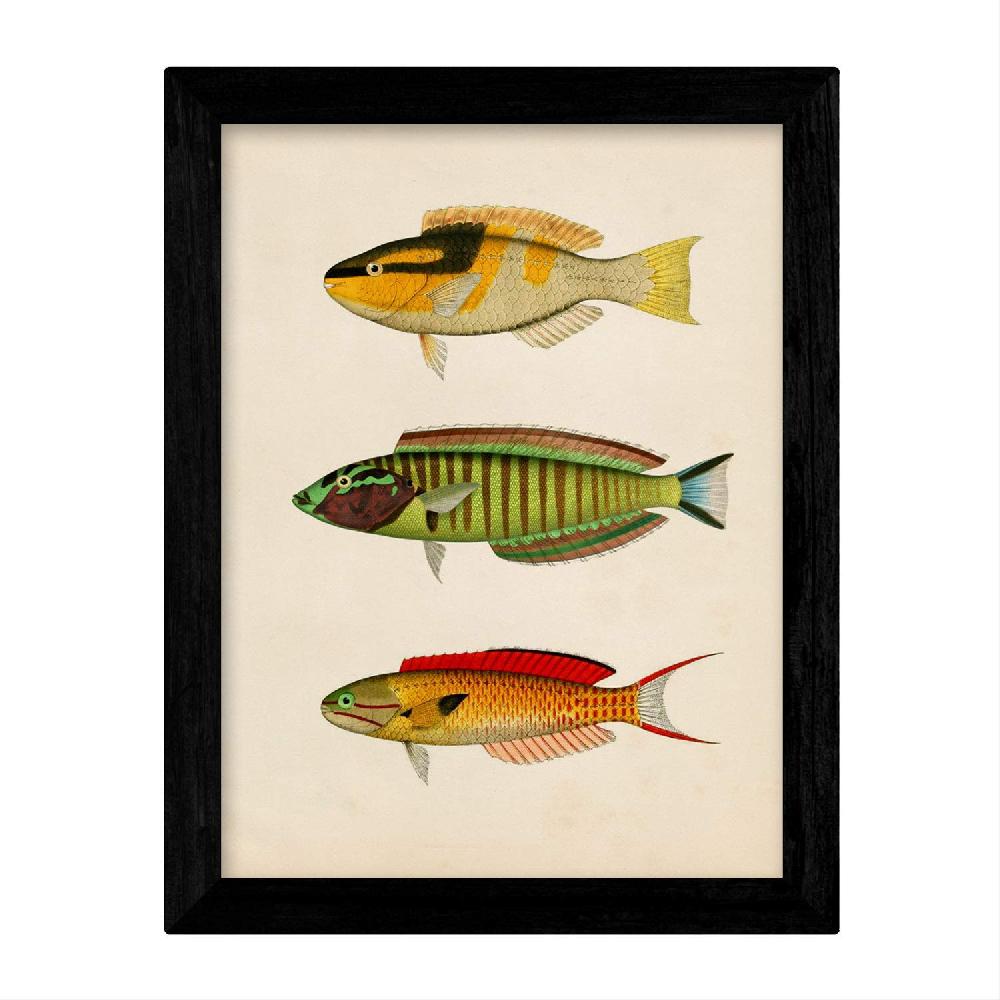 Nacnic Set De 4 Láminas Vintage De Peces Coloridos